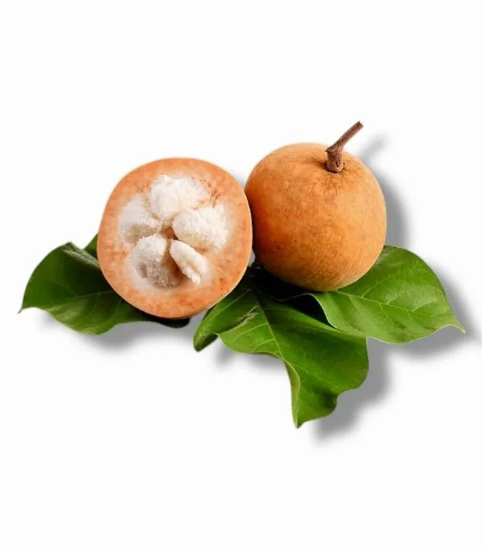 santol webp santol webp