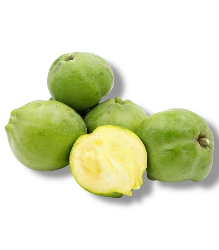 white sapote white sapote