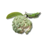 Green Custard Apple