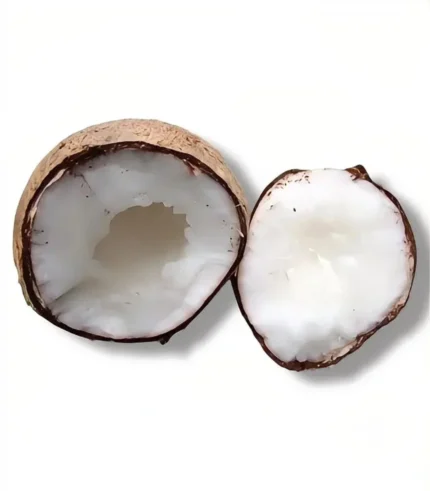 Kopyor Coconut 1 Adet