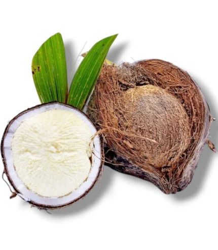 Tombong Coconut 1 Adet