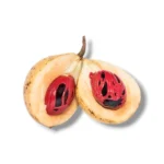 Nutmeg Fruit