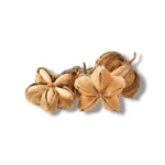 Star Bean 100 Gr